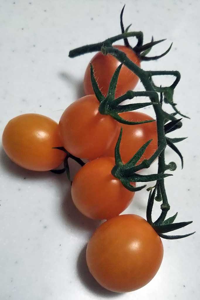 防虫ネットで保護したプランターで作ったミニトマト